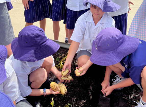 Potato Hub Photo Seed for Schools